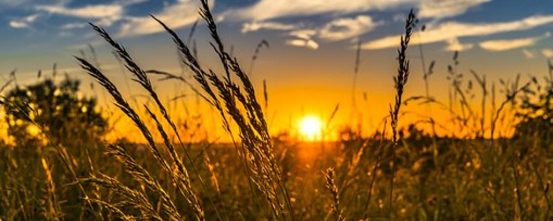 Das Bild zeigt ein Feld mit Getreide