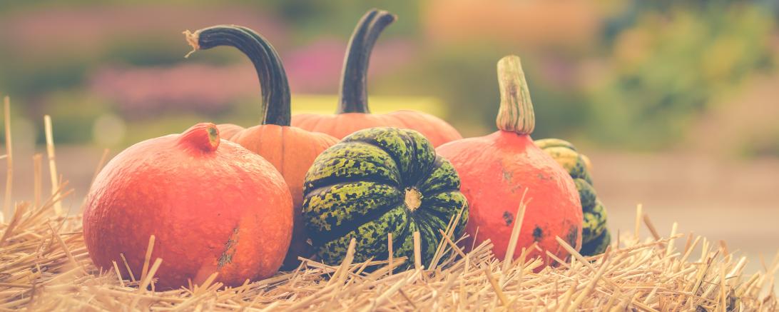 Kürbisse