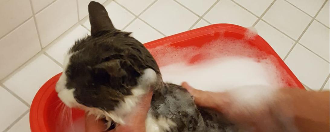 Katze wird gebadet