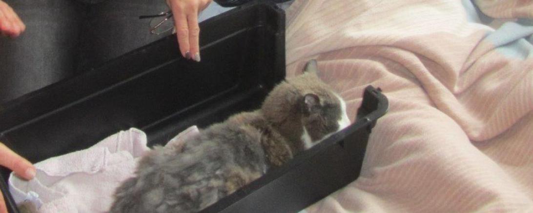 Die Fundkatze mit ihrem Herrchen