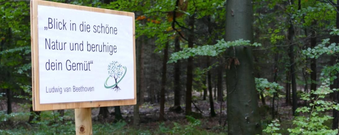 Das Bild zeigt den Wemdinger "Heilwald"