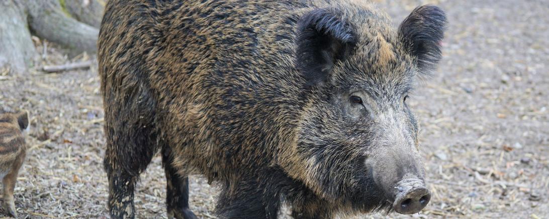 Wildschwein