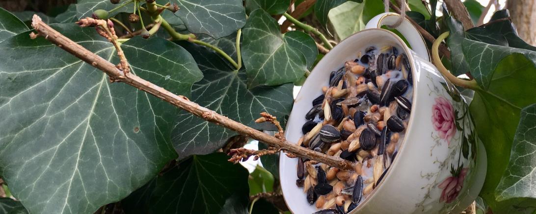 Das Bild zeigt eine Futterstation aus einer Tasse für Wildvögel.
