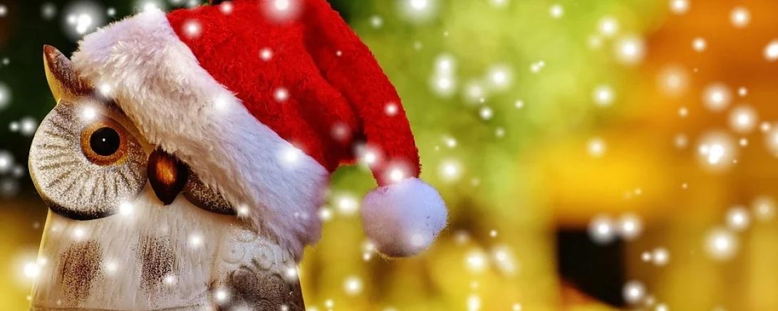 Das Bild zeigt eine Eule mit einer Weihnachtsmütze.