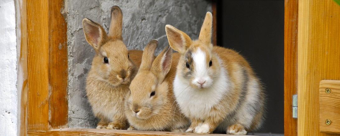 Kaninchen
