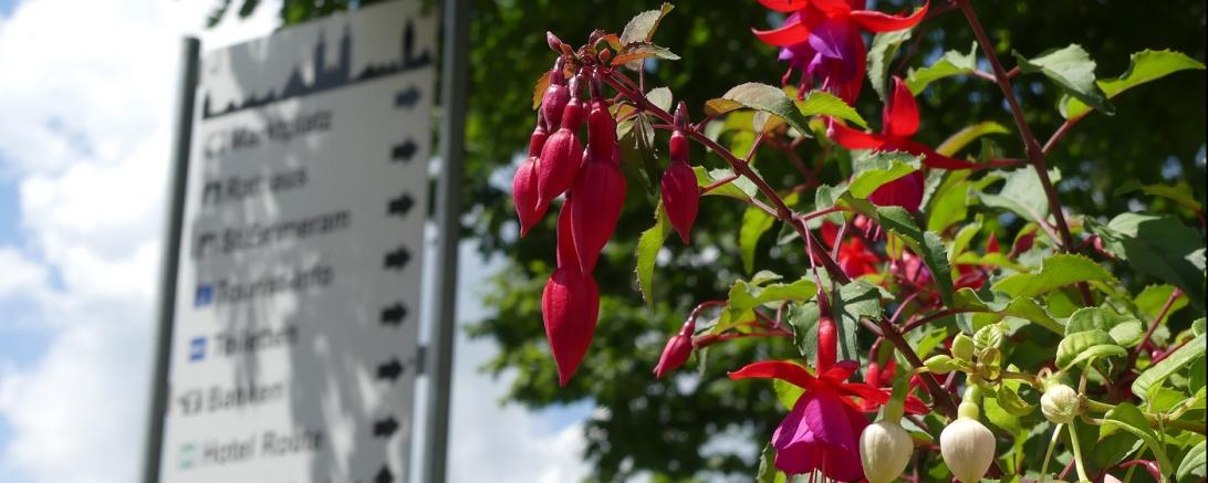 Das Bild zeigt Fuchsien.