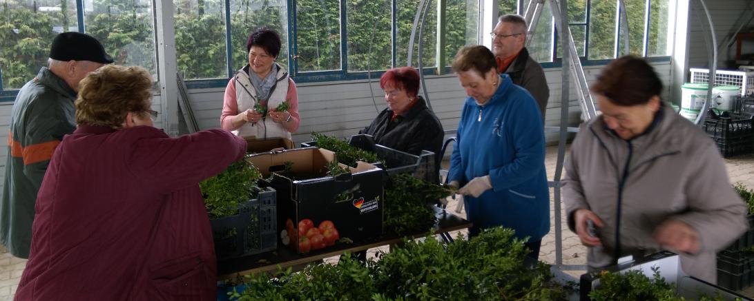 Helfer beim Grünzeug sortieren