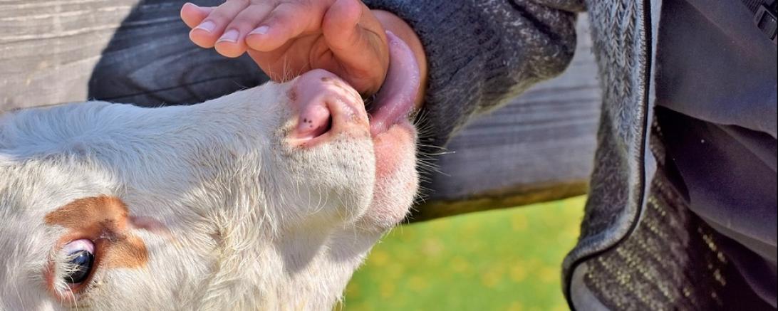 Das Bild zeigt ein Kalb.