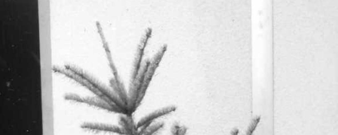 Christbaumentsorgung 