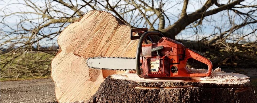 Das Bild zeigt einen abgeholzten Baum, auf dem Stumpf liegt eine Kettensäge.