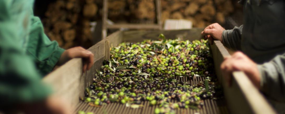 Das Bild zeigt grüne Oliven beim Waschen und Zerkleinern.