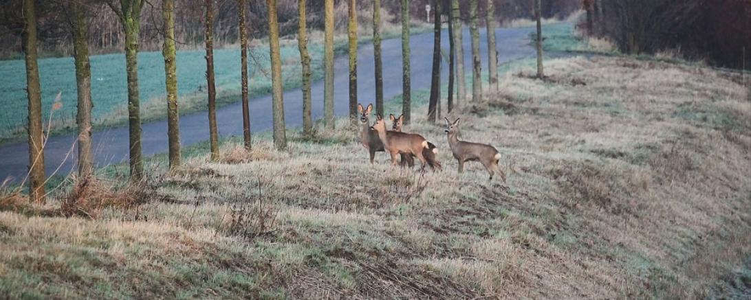 Das Bild zeigt Rehe am Straßenrand