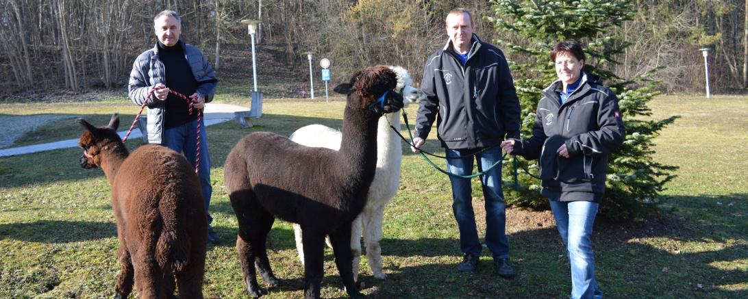 Drei Personen mit drei Alpakas