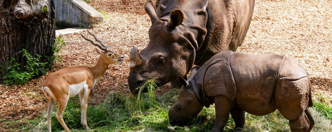 Nashorn Tiere Zoo