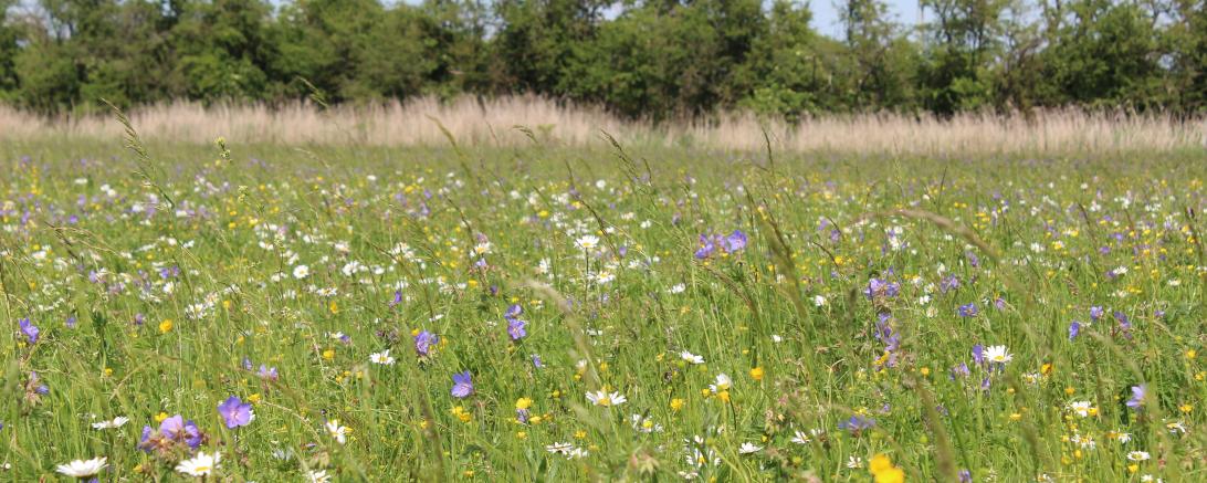 Das Bild zeigt eine große Blumenwiese.