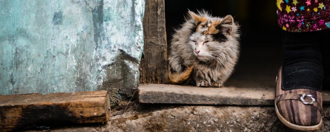 Verwahrloste Katze im Hauseingang