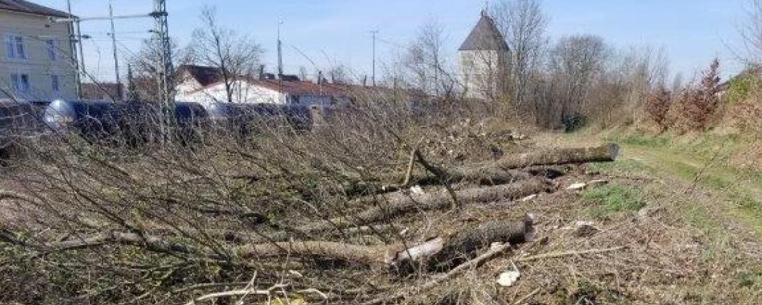 Gefällte Bäume und Sträucher am Bahnhof Rain