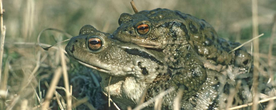 . Mitglieder des  Rieser Naturschutzverein sammeln im Röhrbachtal und in Wemding abends den Krötenzaun ab und tragen die Tiere über die Straße. 