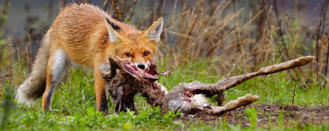 Das Siegerfoto des Wettbewerbs "Bild des Monats Februar" der Film- und Fotofreunde Oettingen. 