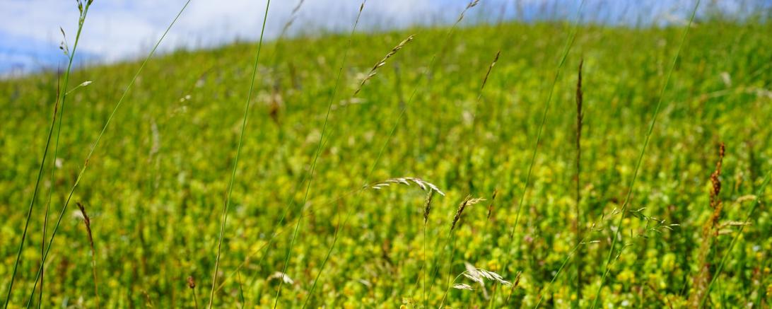 Das Bild zeigt eine Wiese