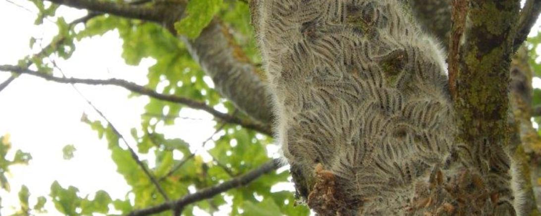 In den letzten Jahren wurde im Stadtgebiet Donauwörth vermehrt ein Befall von Eichen mit dem Eichenprozessionsspinner festgestellt.