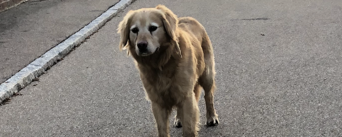 Verwahrloster Hund steht auf einer Straße