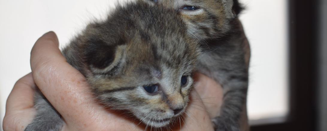 Katzenbabys in Hand
