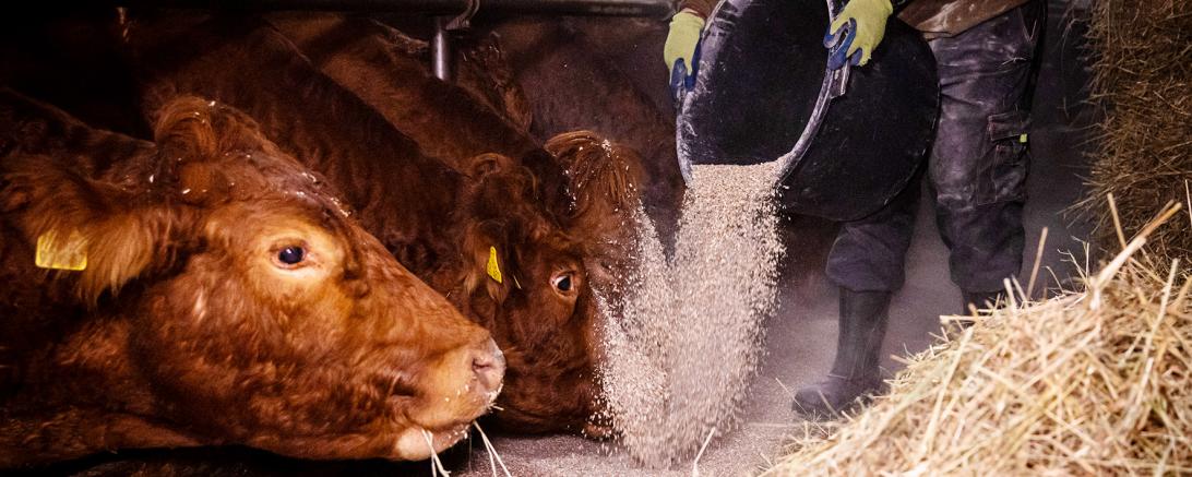 Jeden Morgen früh füttern, aber jetzt selbst auf Diät: Wer in der Landwirtschaft arbeitet, muss künftig um die Zusatzrente fürchten. Davor warnt die Agrar-Gewerkschaft IG BAU.