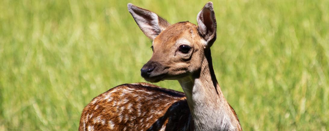 Rehkitz steht auf einer Wiese