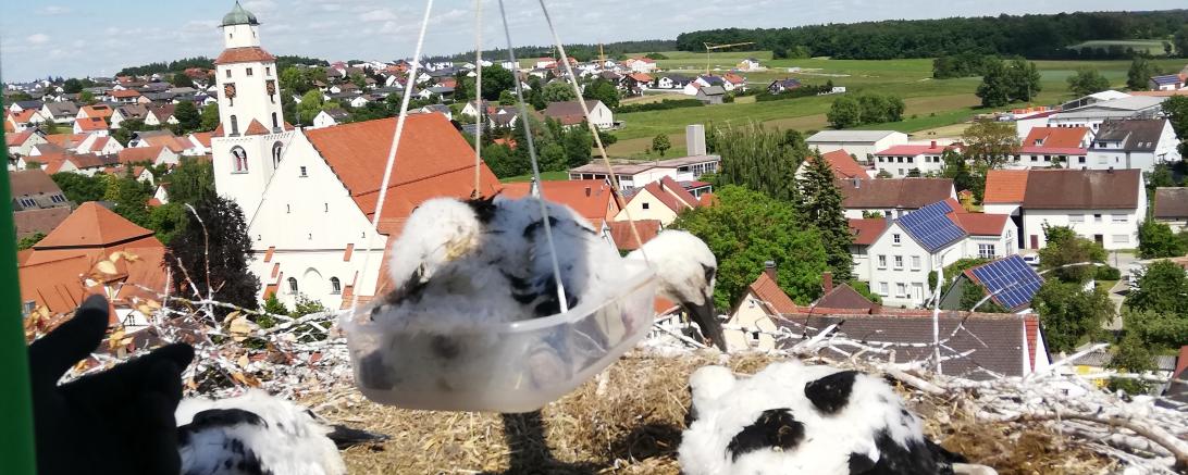 Jungstörche Monheim