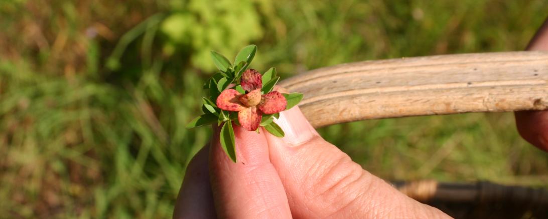 Kräuter in einer Hand