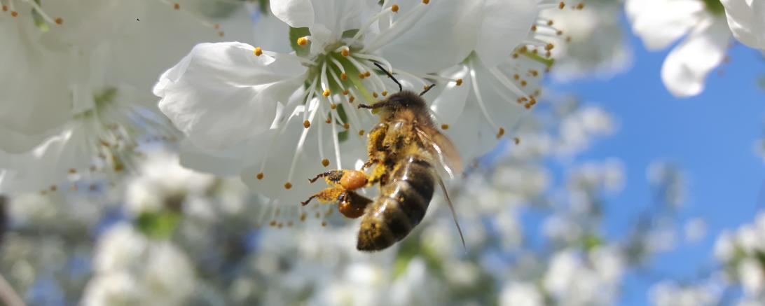 Die Stadt Monheim ist seit kurzem Partner des Netzwerks „Deutschland summt!“, getragen von der Stiftung Mensch und Umwelt.