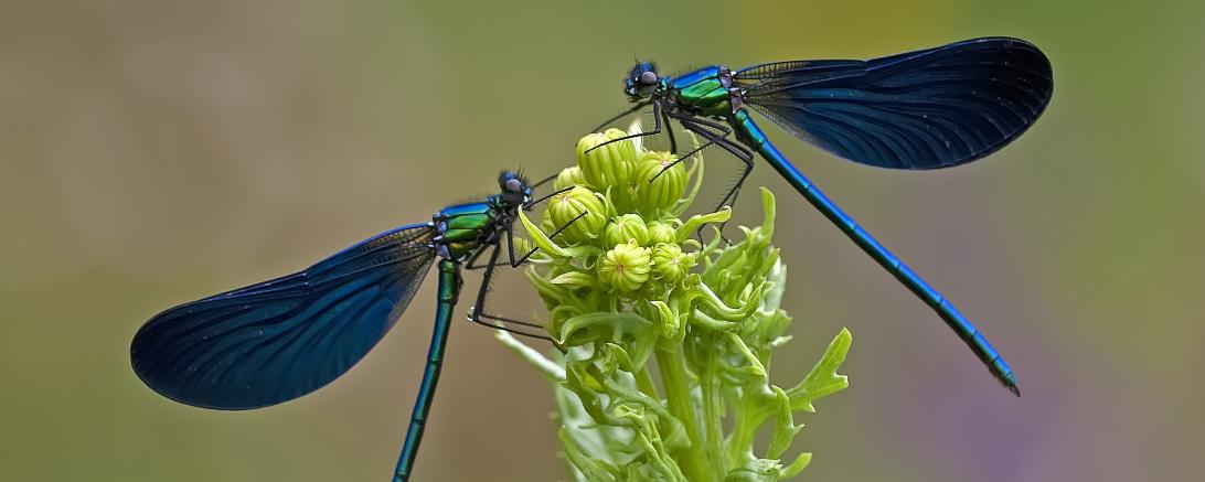 Diese Art sieht man bei uns vor allem an kleineren Bachläufen. Die adulten (ausgewachsenen) Tiere leben wie die meisten Libellen nur eine Saison, also 40 bis 50 Tage.