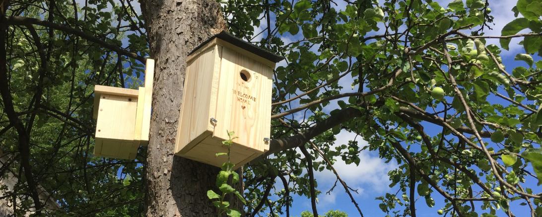 Wie schon mitgeteilt, wurden im Stadtgraben im Rahmen eines Projektes der Städtebauförderung „Aktive Stadt- und Ortsteilszentren“ verschiedene Nistkästen angefertigt.