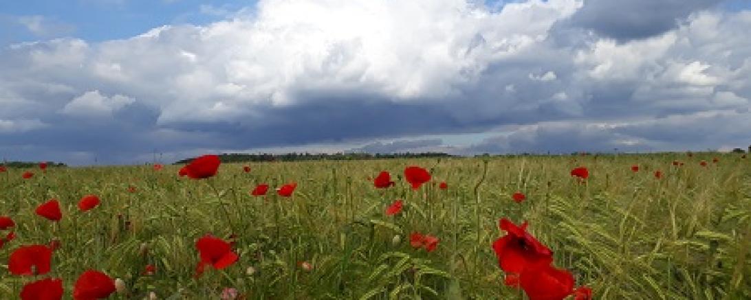 Wiese mit Mohnblumen