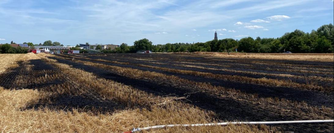 Abgebranntes Weizenfeld bei Nördlingen