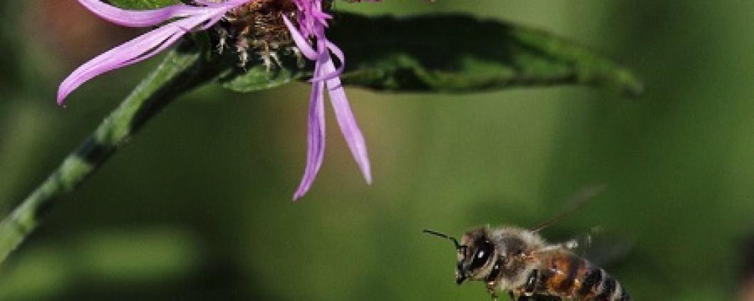 Kräuter für Bienen und Menschen