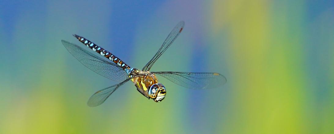 Herbst-Mosaikjungfer Libelle