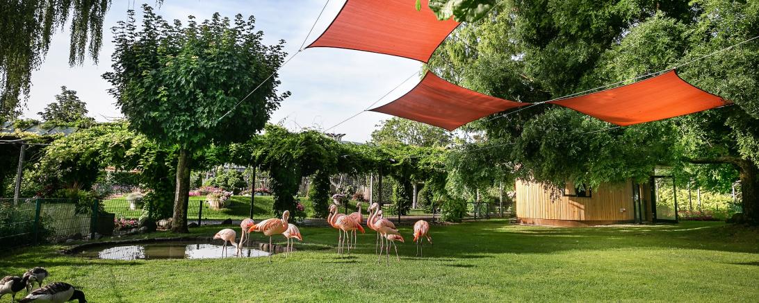 Dehner Flamingoanlage