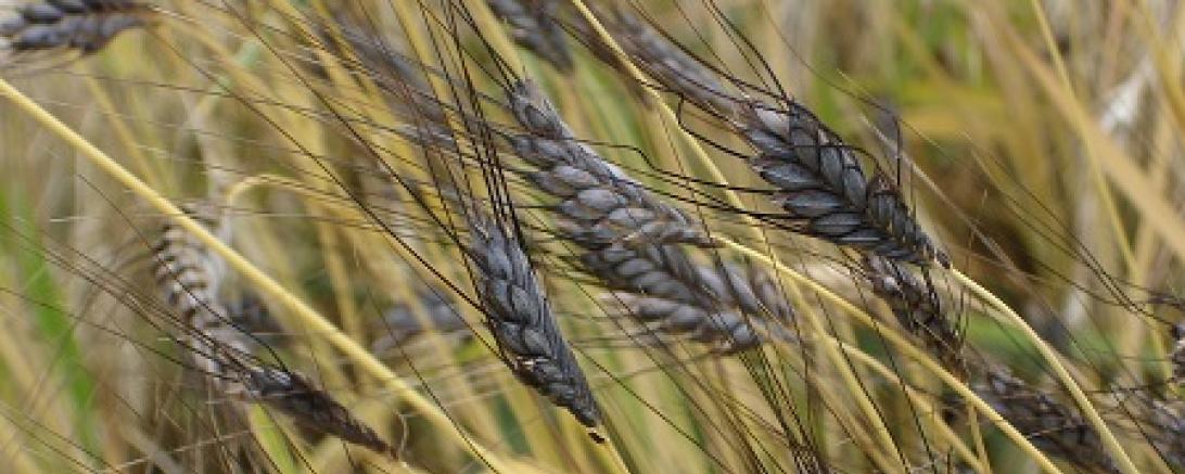 Getreide, Stroh und Holzbackofen