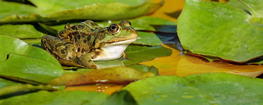Frosch auf Blättern im Teich