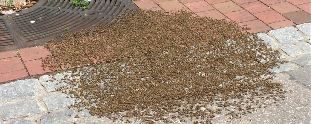 Einen kleineren Polizeieinsatz ausgelöst hat am frühen Montagnachmittag ein großes Bienenvolk in Donauwörth.