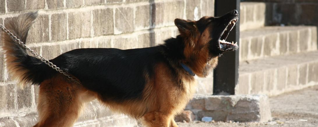 Bellender Schäferhund