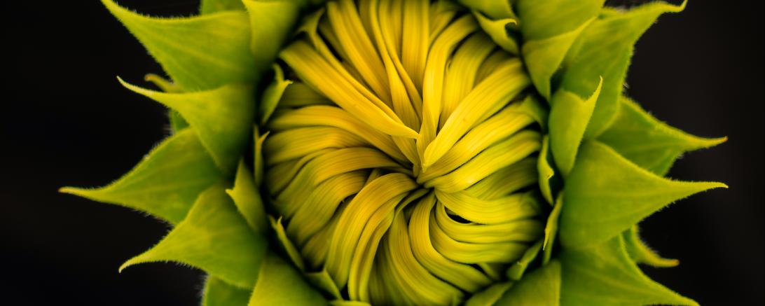 Geschlossene Sonnenblume