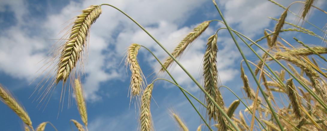 Weizenähren vor blauem Himmel