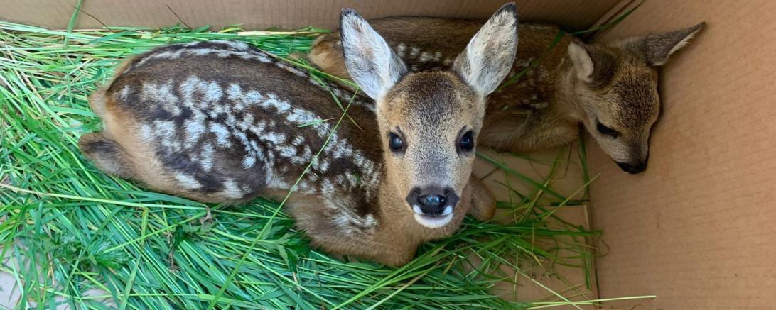 Durch den Einsatz einer Drohne mit Wärmebildkamera gelang es ihnen in dieser Saison 41 Rehkitze aus den Wiesen zu holen, bevor diese abgemäht wurden. 