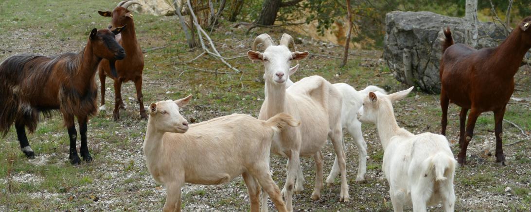 Ziegen auf Magerrasen