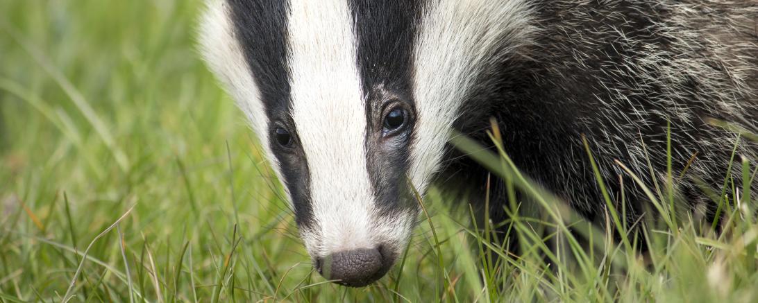 Dachs auf grüner Wiese