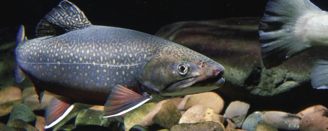 Fische im Wasser, oben Steine