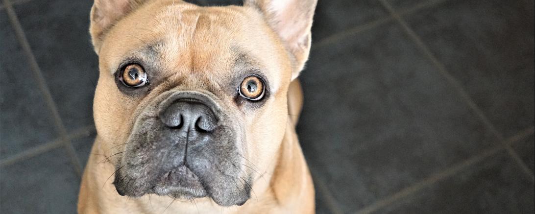 Hund schaut in die Kamera